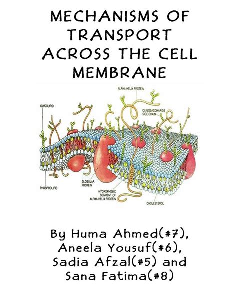 Mechanisms of transport across the cell membrane