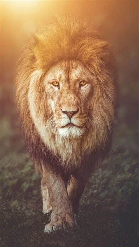 Beautiful Lion Wallpapers - Wallpaper Cave