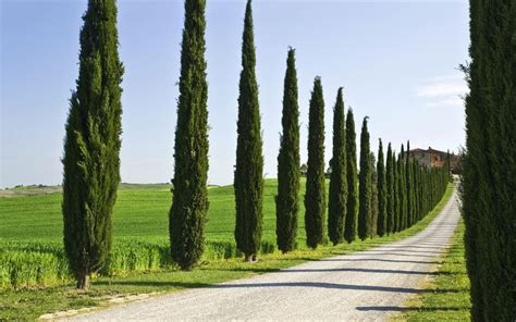 cypress trees | Italian cypress trees, Tree lined driveway, Cypress trees