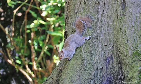 Sciurus Carolinensis – AdasPhotography