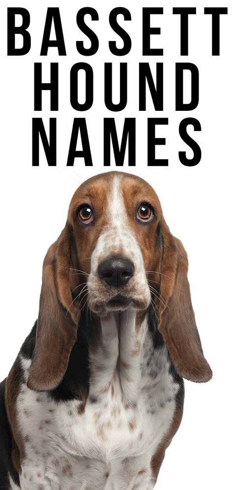 Basset Hound Names - 350 Ideas For Naming Your Basset | Basset dog, Baby basset hound, Basset hound