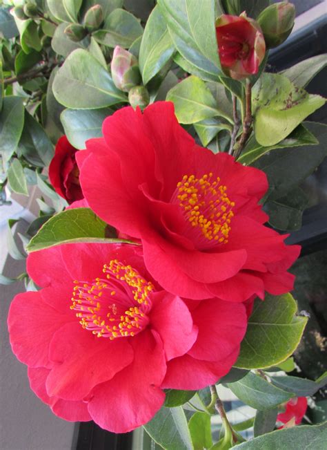 January Winter blossoms ~ Camellia Japonica, Petaluma CA | Blossom, Flowers, Japonica