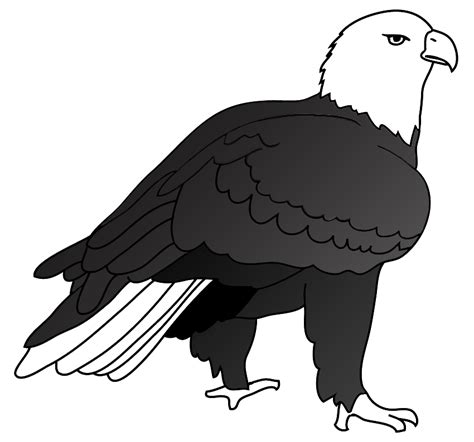 Bald Eagle Drawings