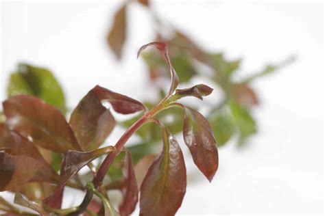 Ludwigia Repens Care Guide: How to Grow and Propagate - Fish Laboratory