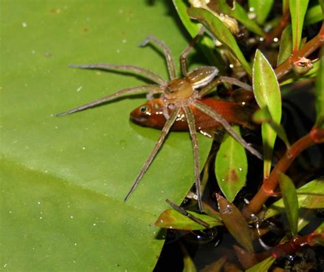 Fish-Eating Spiders - California Academy of Sciences