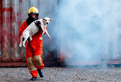 144,018 imágenes, fotos de stock, objetos en 3D y vectores sobre Bomberos rescate | Shutterstock