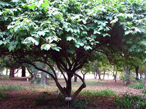 Cherimoya Tree | HubPages