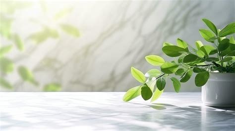 Sunlit branch with green leaves casting shadow on white marble tile ...