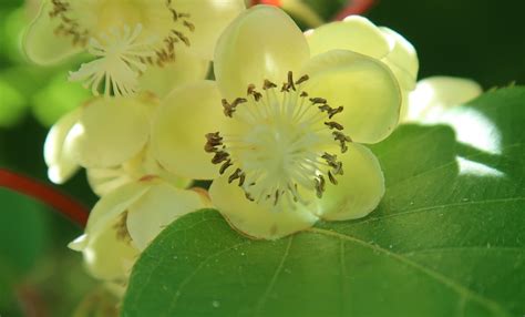 Flower Kiwi Flowering - Free photo on Pixabay