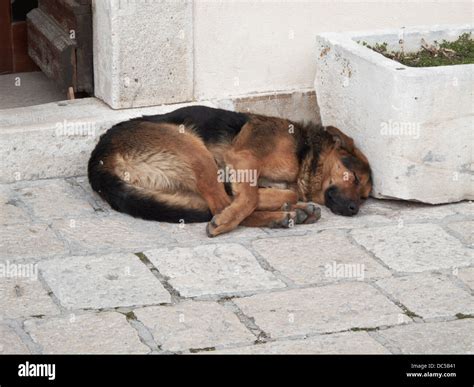 German shepherd dog sleeping hi-res stock photography and images - Alamy