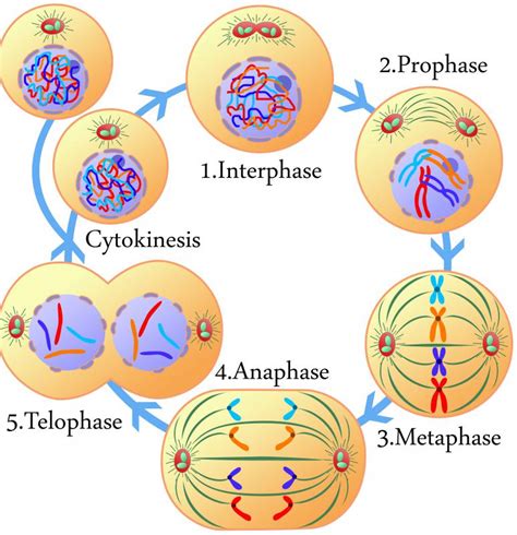 cytokinèse def – Ericvisser