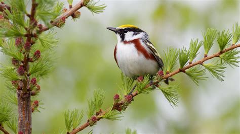 Birds and Branches Wallpaper - WallpaperSafari