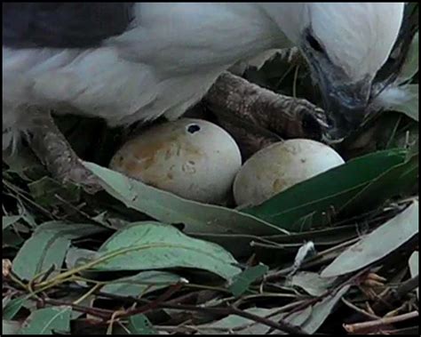 White-bellied Sea-Eagle Chick Age ID