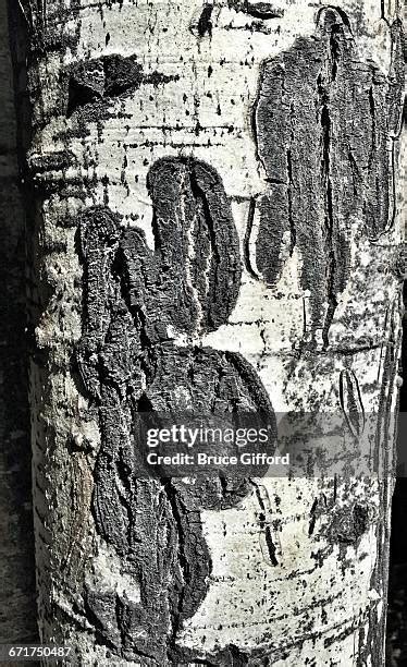 Aspen Wood Texture Photos and Premium High Res Pictures - Getty Images