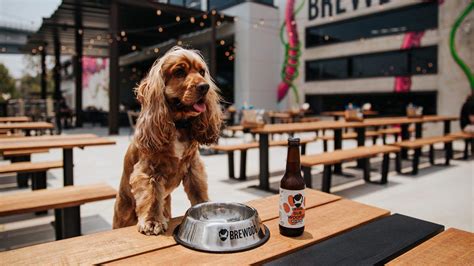 Brisbane's Best Dog-Friendly Cafes, Bars and Restaurants for 2023