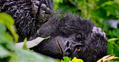 Mountain gorillas could be at risk in Virunga National Park, Congo ...