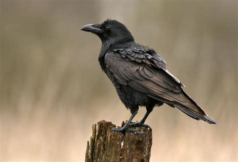 Ravens The Bird : Raven was the favorite bird of the solar deity, lugh (irish/scots), or lludd ...