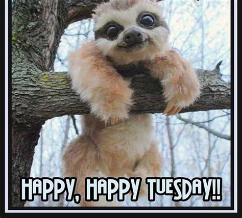 Happy Tuesday Meme Phenomenon Happy Tuesday Meme for famous with Happy ...