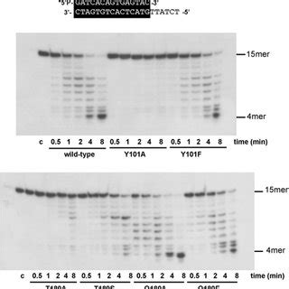 3′-5′-exonuclease activity of DNA polymerase mutants on dsDNA. The... | Download Scientific Diagram