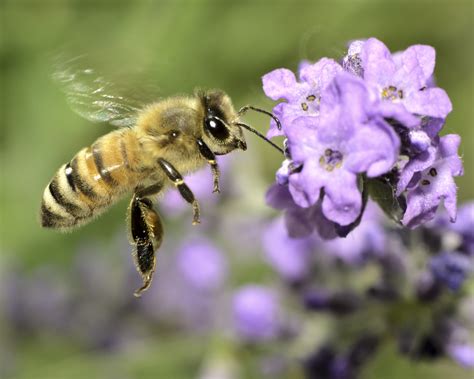 Fun Facts about Honey Bees — Seattle's Favorite Garden Store Since 1924 - Swansons Nursery