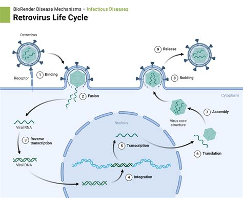 Retrovirus Life Cycle | BioRender Science Templates