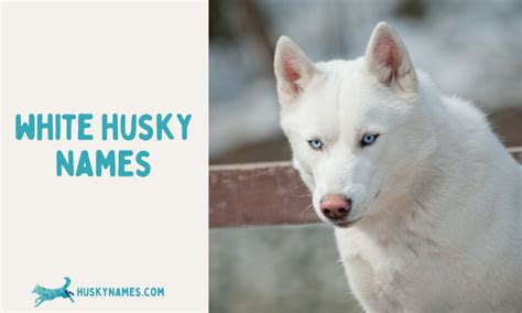 White Husky Names - Husky Names