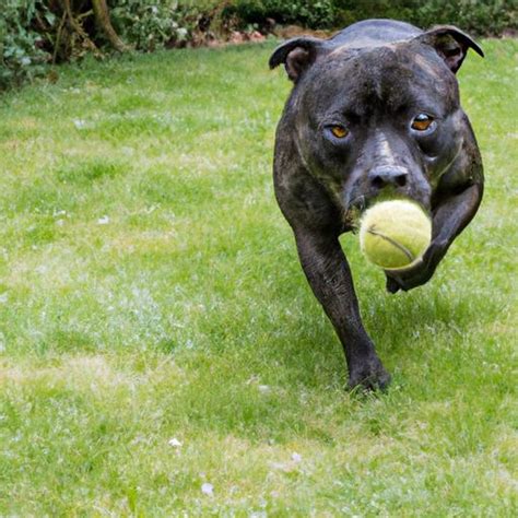 Staffordshire Bull Terrier Obedience Training: The Key to a Well-Behaved Companion