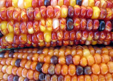 Free Harvest Corn Stock Photo - FreeImages.com