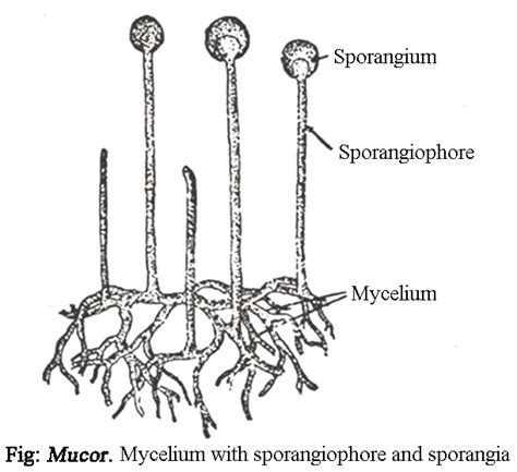 MUCOR - CLASSIFICATION, VEGETATIVE STRUCTURE, REPRODUCTION