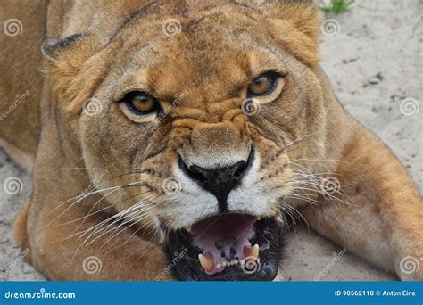 Close Up Portrait of Angry Furious Lioness Roar Stock Photo - Image of ...