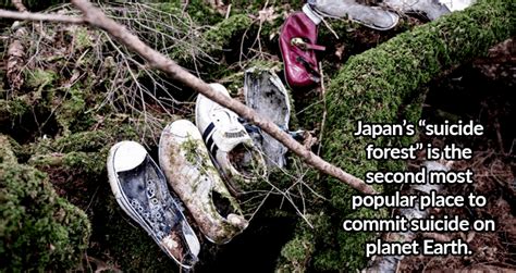 33 Interesting Facts About Japan From Samurai To The Suicide Forest