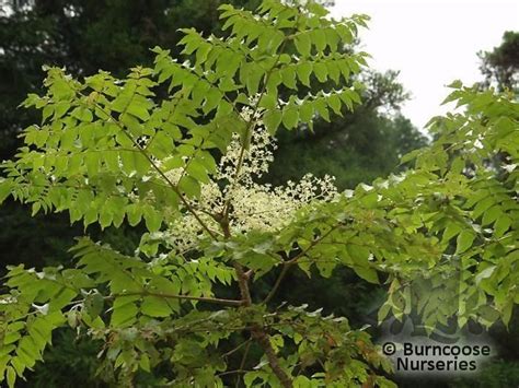 Aralia Elata from Burncoose Nurseries