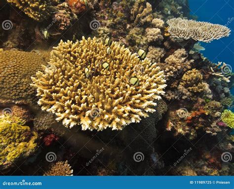 Coral Reef Anemones, Branching Coral on Reef Stock Image - Image of salt, dive: 11989725