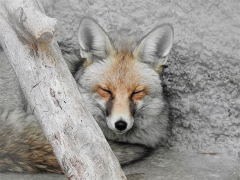 What is a group of foxes called? | SIMILAR BUT DIFFERENT IN THE ANIMAL ...