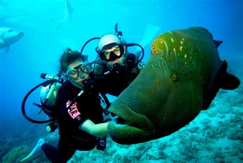 22 Best Scuba Diving Destinations in the World | FREEYORK