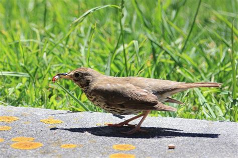 How to Attract Bug-Eating Birds to Your Backyard – Chirp Nature Center