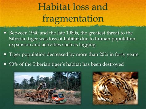 PPT - Siberian Tiger PowerPoint Presentation, free download - ID:2052272