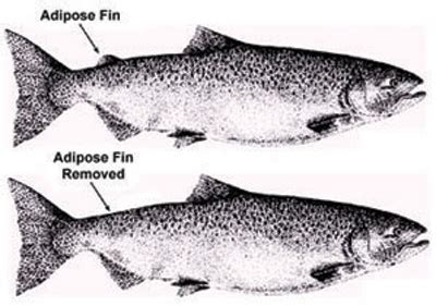 RSR: Adipose Fins and the Dinosaur Death Pose | KGOV.com