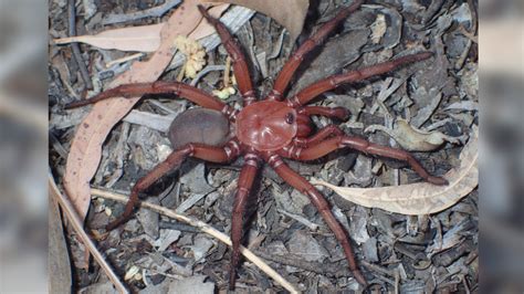 Australia: Rare, colourful spider needs protection | CTV News