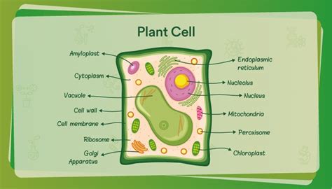 Plant Cell 3D Model – Definition, Parts, Structure, and Diagram in Metaverse