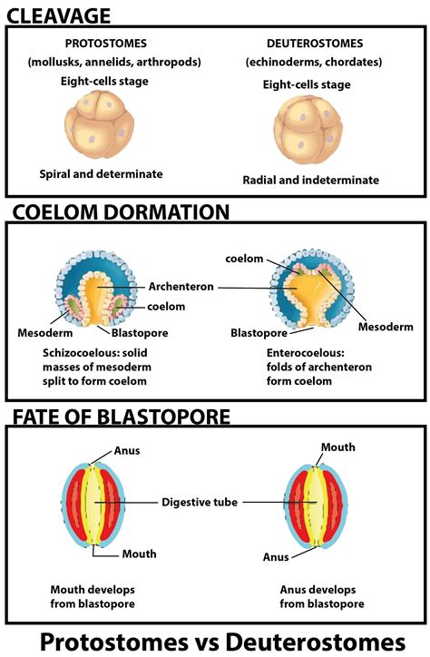 Which of the following features is not present in Periplaneta americana ...