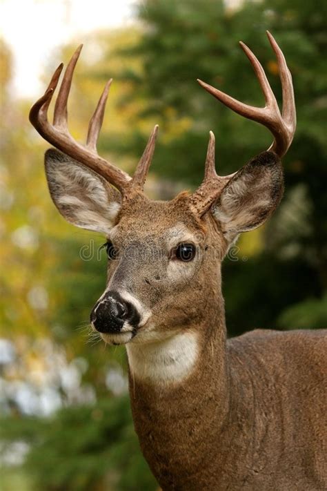 White Tailed Deer. Closeup portrait of a white tailed deer , #spon, #Deer, #Closeup, #White, # ...