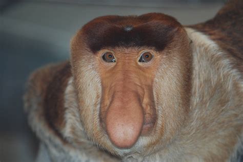 Proboscis monkey - ZooChat