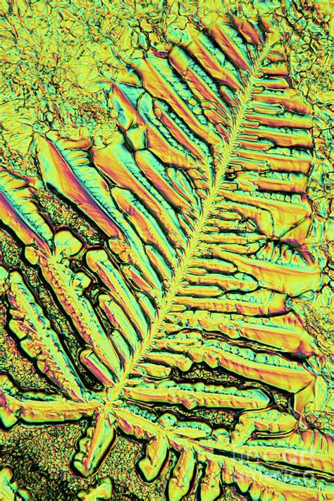 Ammonium Chloride Crystals Photograph by Karl Gaff / Science Photo Library - Fine Art America