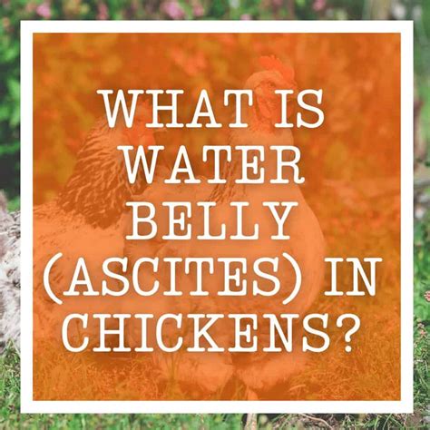 What Is Water Belly (Ascites) In Chickens?