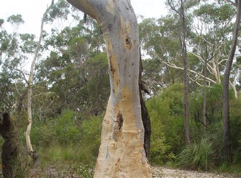 Celebrating: Dharawal National Park | Growing Illawarra Natives