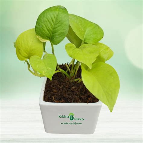 Golden Money Plant Pot Colour & Poly Bag White Pot Pot Size 4 Inch