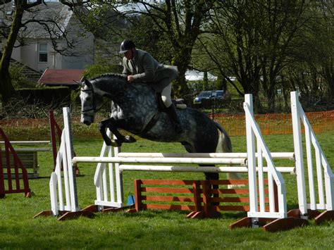 Horse Jumping Free Stock Photo - Public Domain Pictures