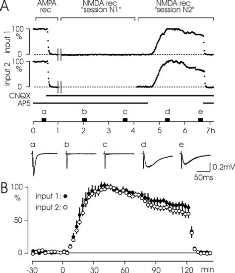 Activation of NMDA receptors is necessary for inducing persistent... | Download Scientific Diagram