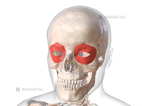 Orbicularis oculi muscles | BioDigital Anatomy